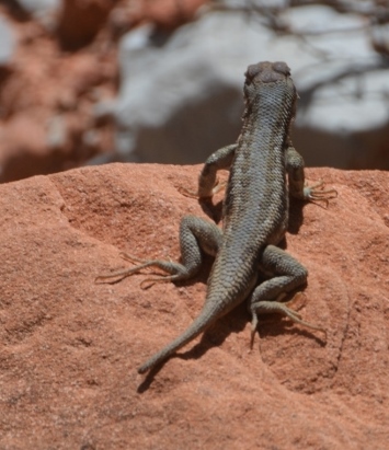 a lizard on a rock